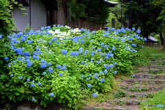 戸澤神社の紫陽花