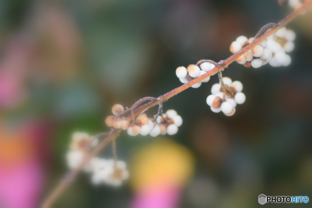 白式部と山茶花