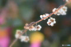 白式部と山茶花