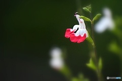 紅白のお花