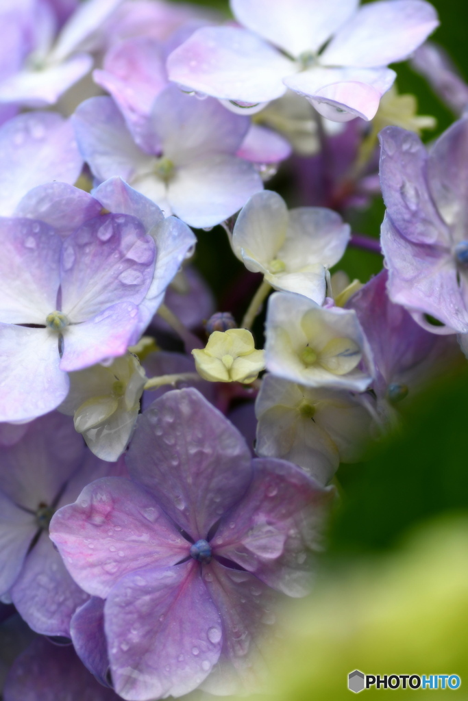近所の紫陽花