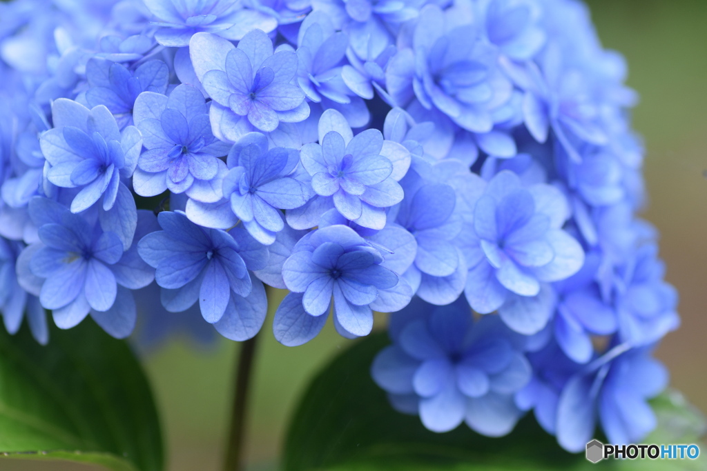 オシャレな紫陽花 By ドキドキ Id 1046 写真共有サイト Photohito