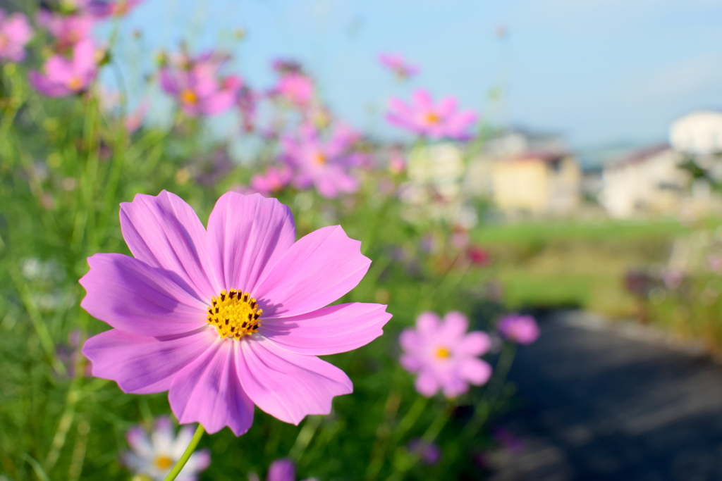 ワーイ、今日も青空だ！