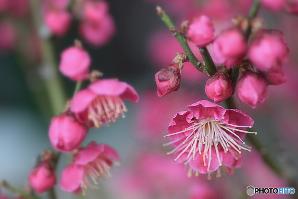 梅の花