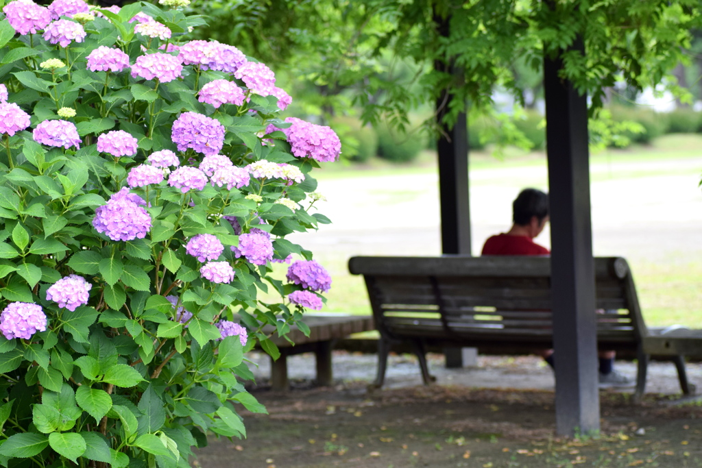 朝の公園