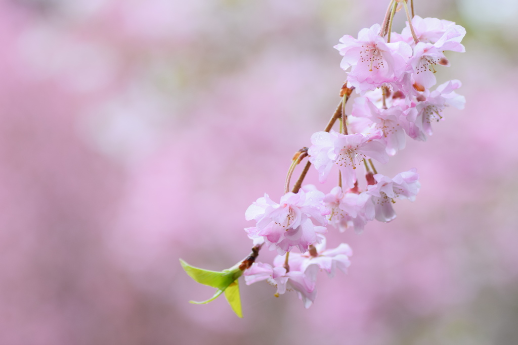 角館のシダレザクラ