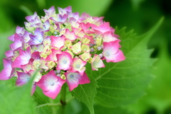 虹色のあじさい