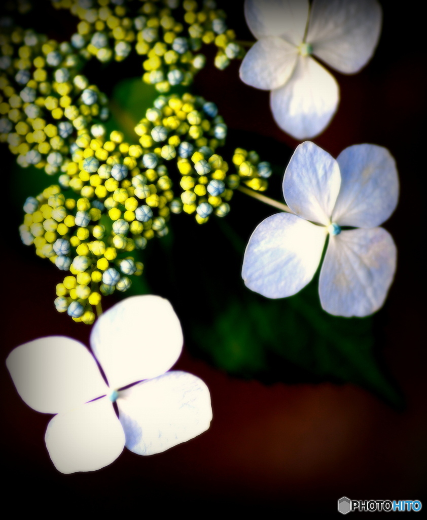 紫陽花