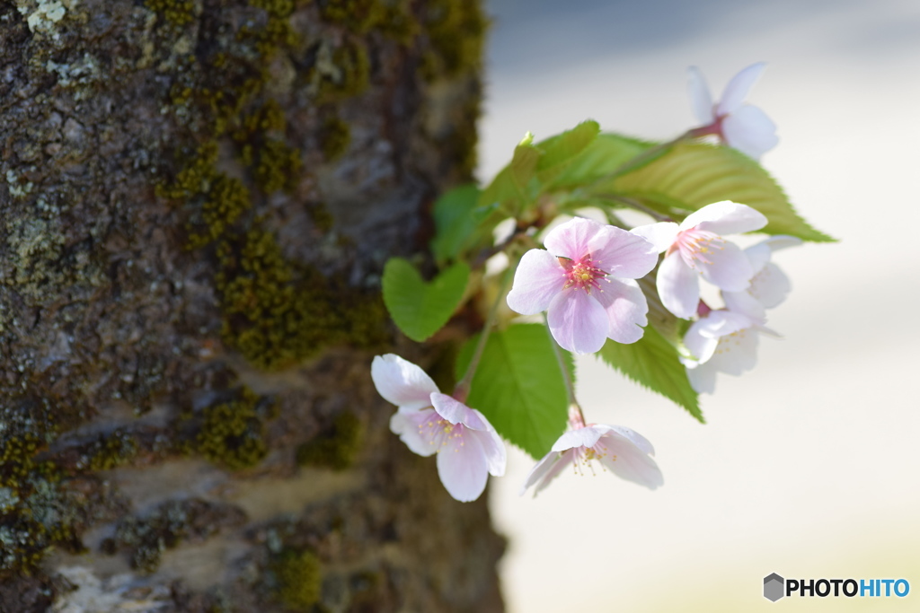 大好きな桜、ありがとう！