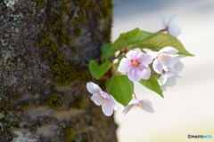 大好きな桜、ありがとう！