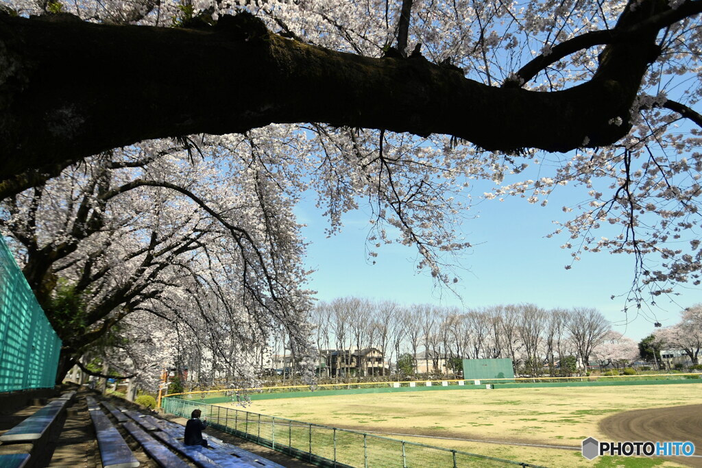 市民球場の桜