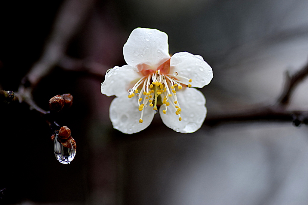 雨の朝