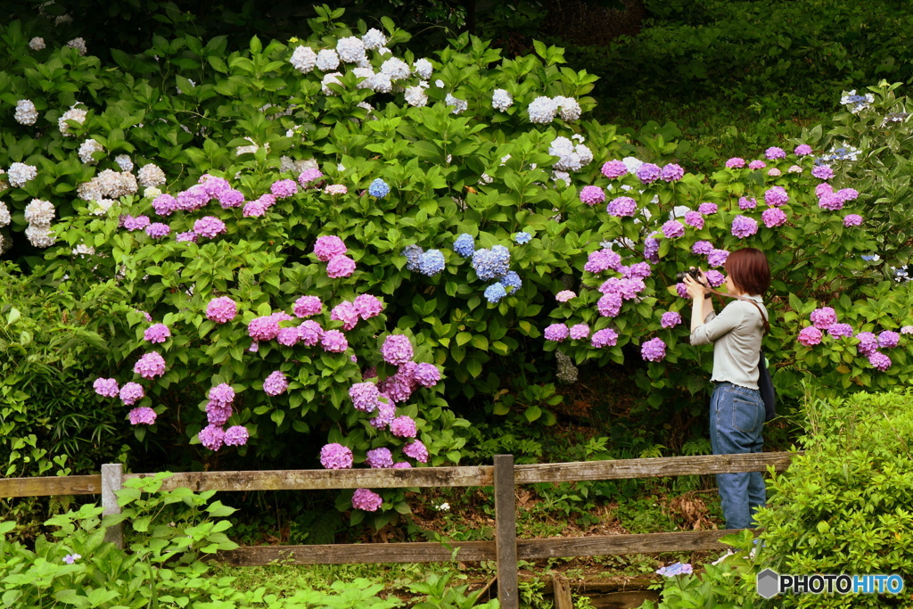 紫陽花を撮る人