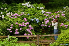 紫陽花を撮る人