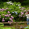 紫陽花を撮る人