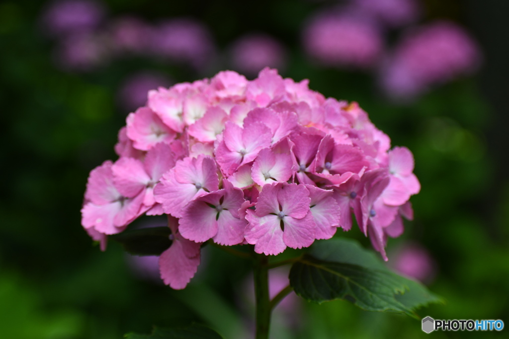 ピンクの紫陽花