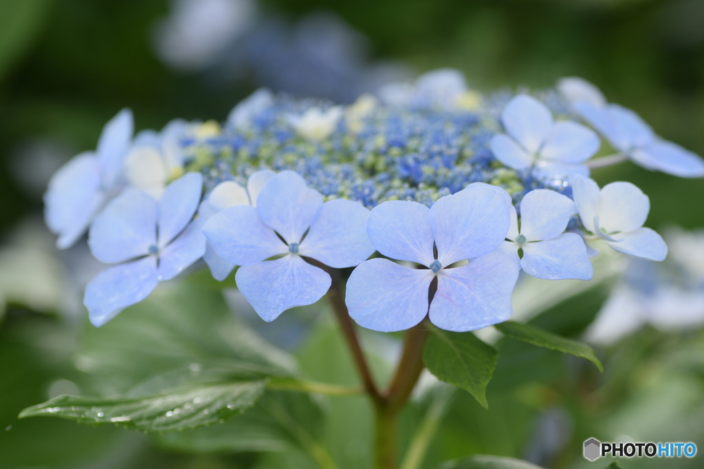 水色の紫陽花