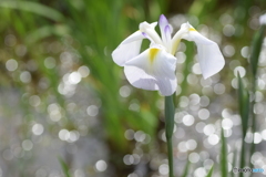 花菖蒲