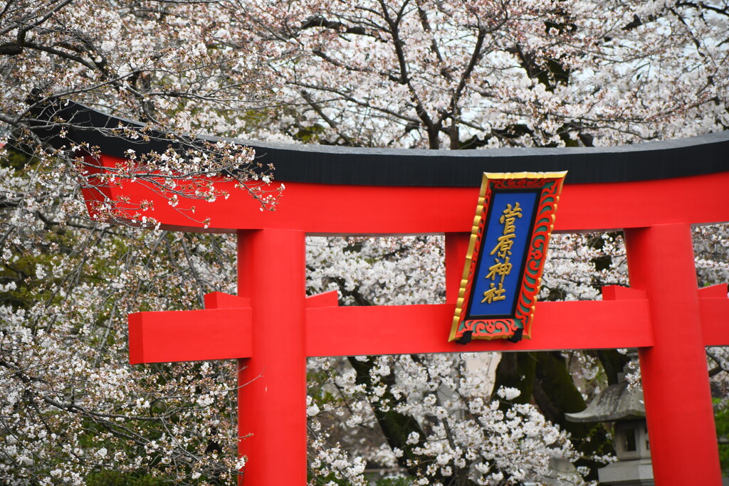 菅原神社の桜