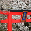 菅原神社の桜