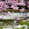 あたみ桜と鷺さん
