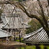 今日の宏善寺