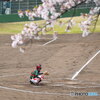 桜散るグランド