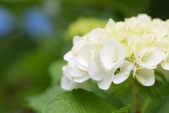白い紫陽花
