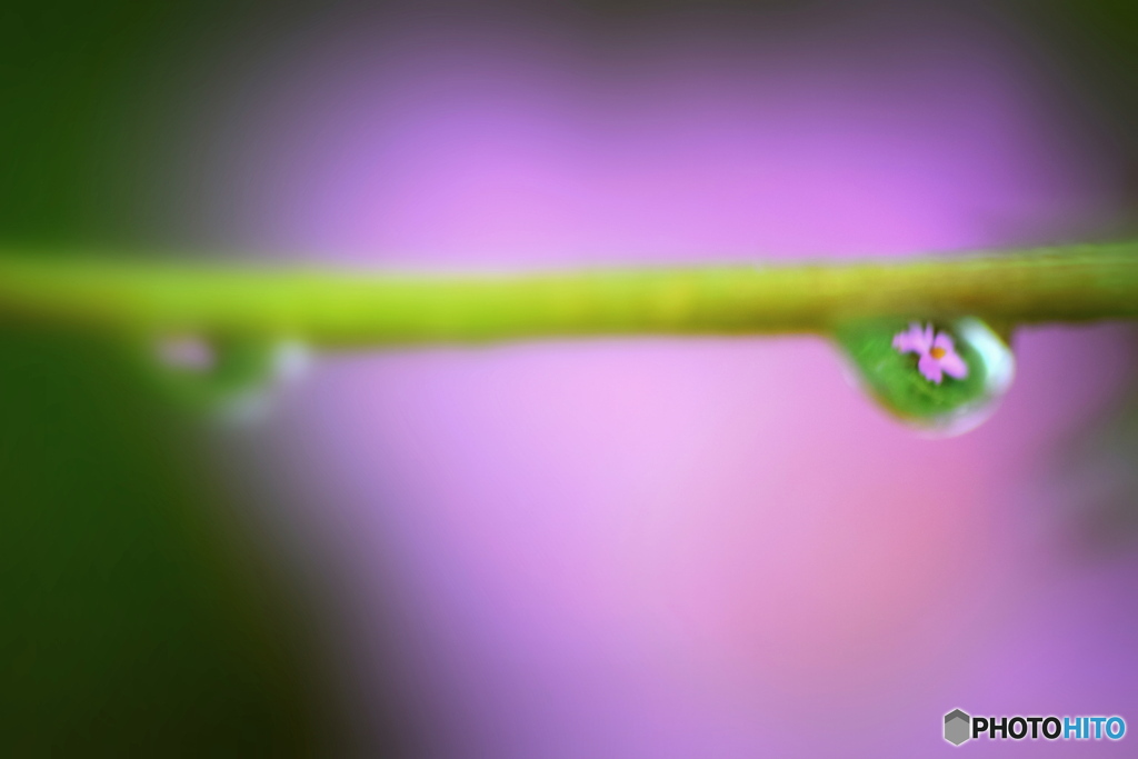 今朝のコスモスロードで ②