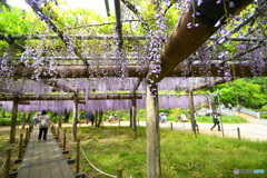 藤の花を楽しむ人たち