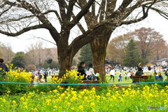 昭和記念公園①