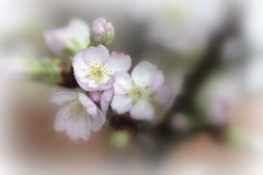 花瓶の桜