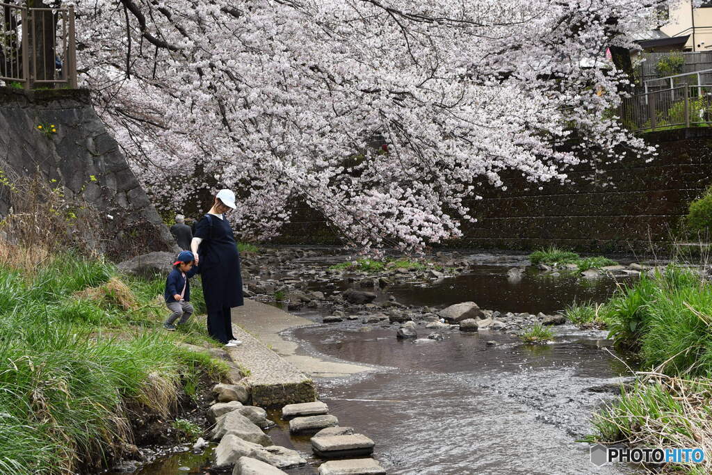 親子でお花見