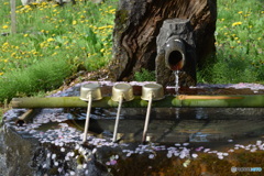 今朝の手水舎