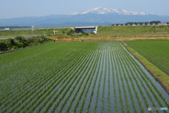 「行くぜ、東北」に参加させていただきました。