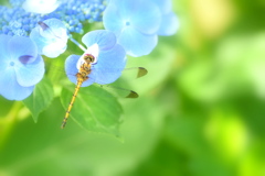 紫陽花とトンボさん