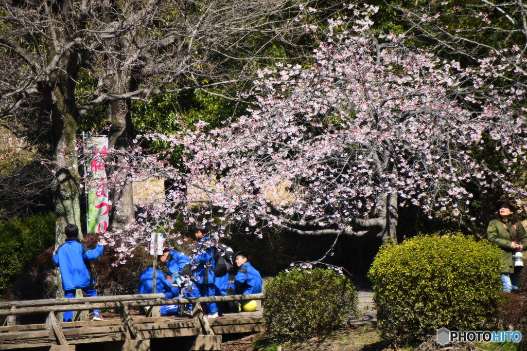 熱海寒桜が咲きました