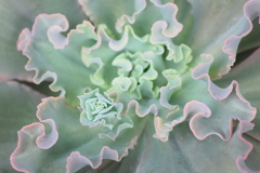 知人宅の鉢植え