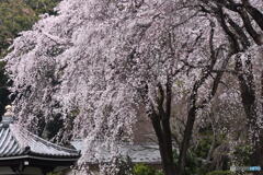 宏善寺の枝垂桜⑧