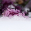 雪の中から こんにちは！