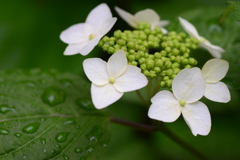 紫陽花の季節になりましたね