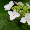 紫陽花の季節になりましたね