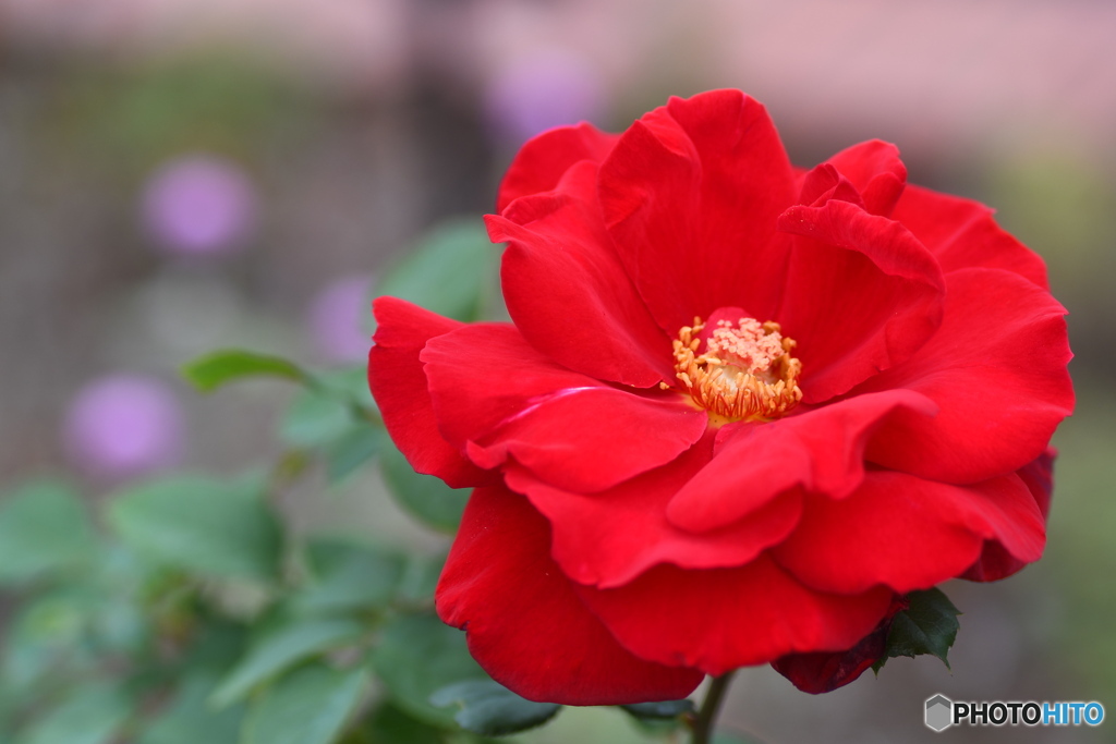 真赤な薔薇