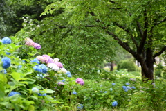 紫陽花の咲く公園