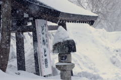 今朝も雪でした