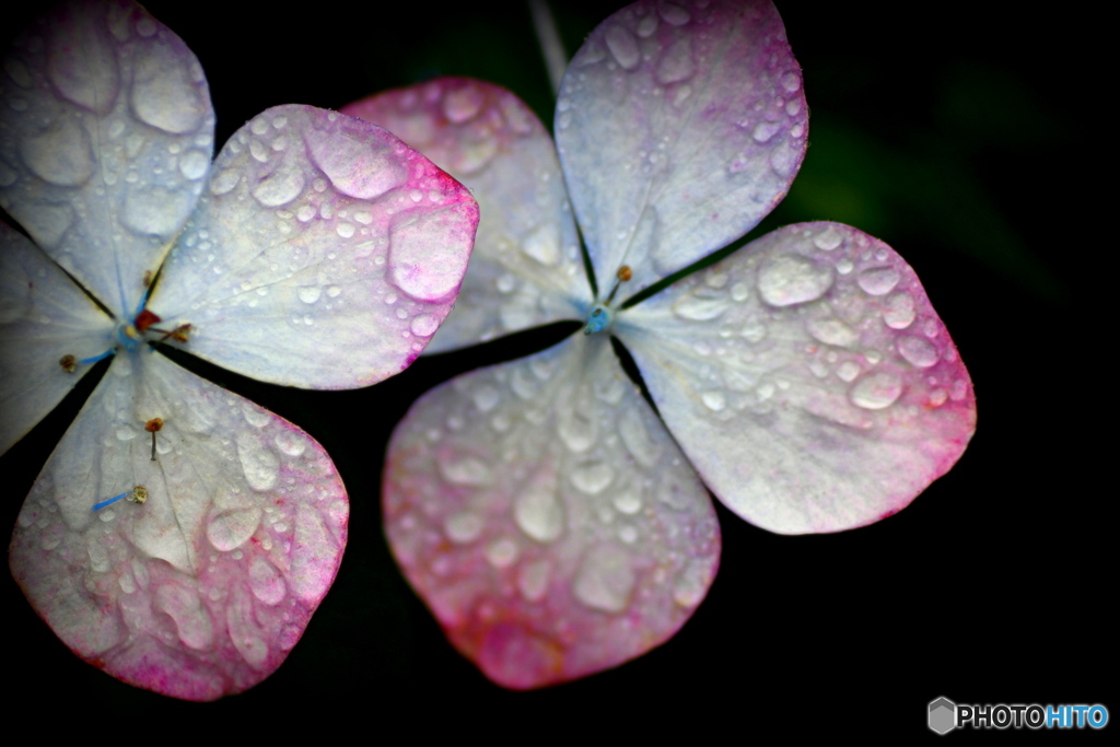 紫陽花