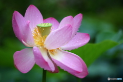 雨の日の ハスの花