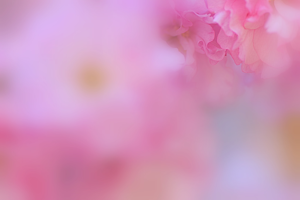 八重桜のフリル