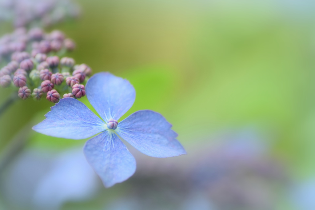 紫陽花の季節