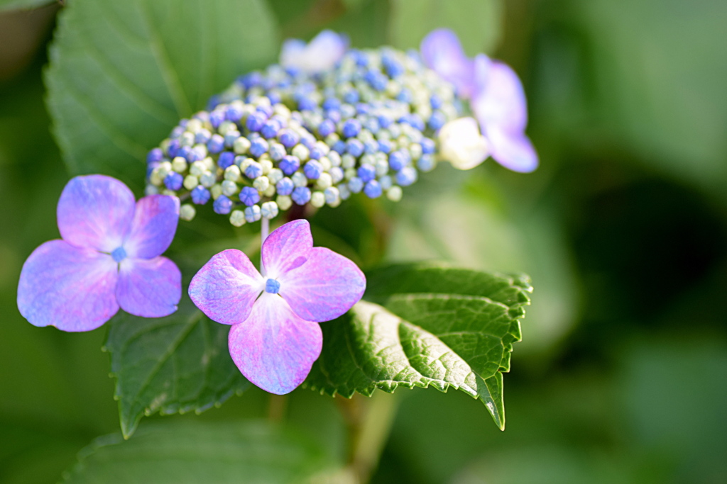 紫陽花を もう少し楽しみたい